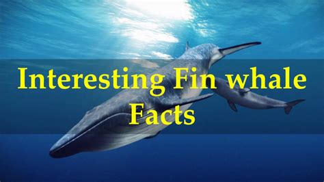 fin whale interesting facts